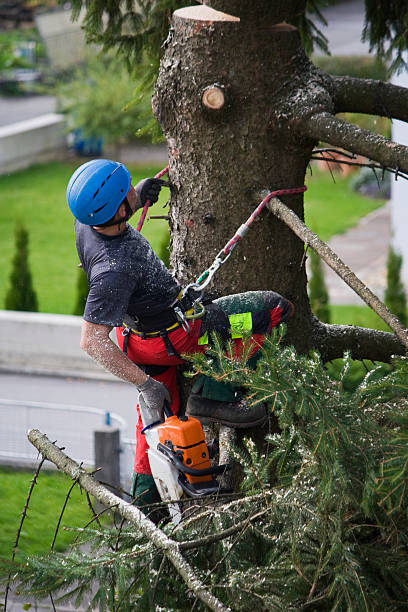 Best Lawn Edging Services  in Penryn, CA